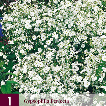 Gypsophila Perfecta - 3 Pflanzen - Weiß/Rosa Blüten - Mehrjährige Pflanzen kaufen?