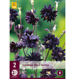 Aquilegia Black Barlow - 6 Plants - Wild Columbine - Vulgaris - Buy Perennials?