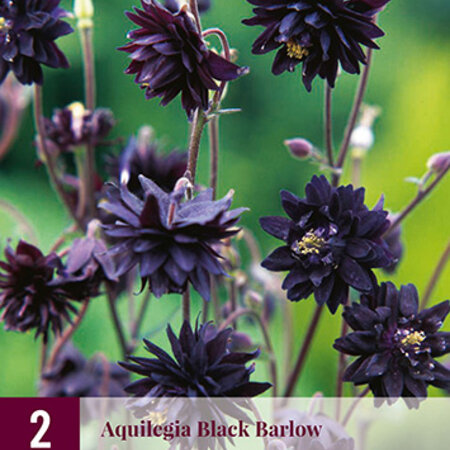 Aquilegia Black Barlow - 6 Planten - Wilde Akelei - Vulgaris - Vaste Planten Kopen?