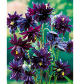 Aquilegia Black Barlow - 10 Plants - Wild Columbine - Vulgaris - Buy Perennials?