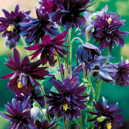 Aquilegia Black Barlow - 10 Planten - Wilde Akelei - Vulgaris - Vaste Planten Kopen?