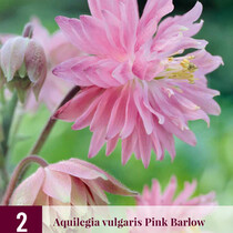 Aquilegia Pink Barlow - 6 Planten