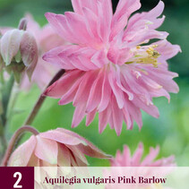 Aquilegia Pink Barlow - 6 Pflanzen