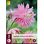 Aquilegia Pink Barlow - 6 Planten - Akelei - Vulgaris - Winterharde Planten Kopen?