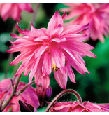 Aquilegia Pink Barlow -10 Planten - Akelei - Vulgaris - Winterharde Planten Kopen?