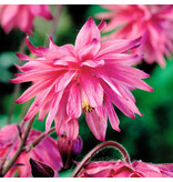 Aquilegia Pink Barlow - 6 Plants - Columbine - Vulgaris - Buy Hardy Plants?