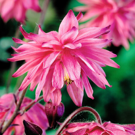 Aquilegia Pink Barlow -10 Planten - Akelei - Vulgaris - Winterharde Planten Kopen?