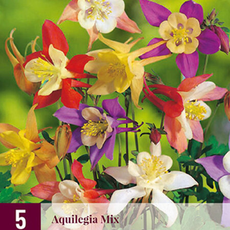 Aquilegia Mix - 15 Plants - Akelei - Perennials - Buy Summer Flowers?