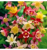 Aquilegia Mix - 15 Plants - Akelei - Perennials - Buy Summer Flowers?