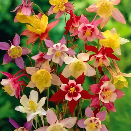 Aquilegia Mix - 25 Planten - Akelei - Vaste Planten - Zomerbloeiers Kopen?