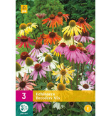 Echinacea Breeders Mix - 9 Plants - Sunhat Mixed - Buy Garden Plants?