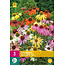 Echinacea Breeders Mix - 9 Planten - Zonnehoed Gemengd - Tuinplanten Kopen?