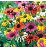 Echinacea Breeders Mix - 15 Plants - Sunhat Mixed - Buy Garden Plants?