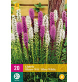 Liatris Blue / White - 20 Plants - Beautiful Candle - Buy Perennial Summer Flowers?