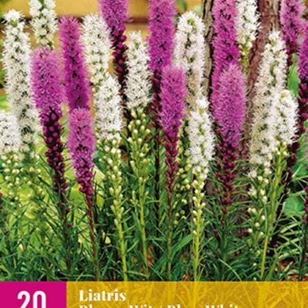 Liatris Blue / White - 20 Plants - Beautiful Candle - Buy Perennial Summer Flowers?