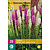 Liatris Blauw / Wit - 20 Planten