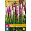 Liatris Blue / White - 20 Plants - Beautiful Candle - Buy Perennial Summer Flowers?