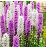 Liatris Blauw / Wit - 20 Planten - Prachtkaars - Vaste Zomerbloeiers Kopen?