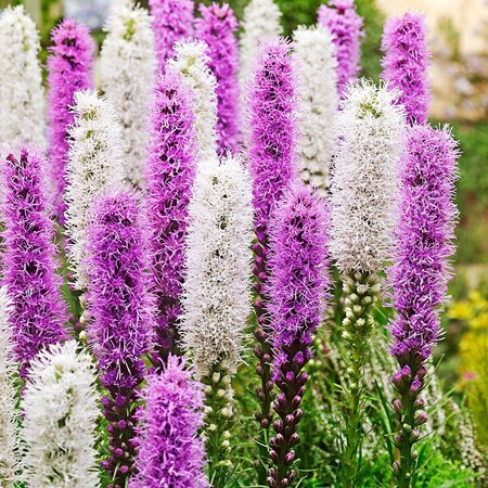 Liatris Blue / White - 20 Plants - Beautiful Candle - Buy Perennial Summer Flowers?