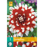 The decorative dahlia duet has a large fully filled flower.