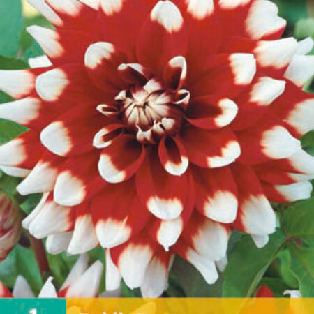 The decorative dahlia duet has a large fully filled flower.