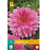 De Dahlia Rosella heeft een zeer mooie grote bloem, met een roze kleur.