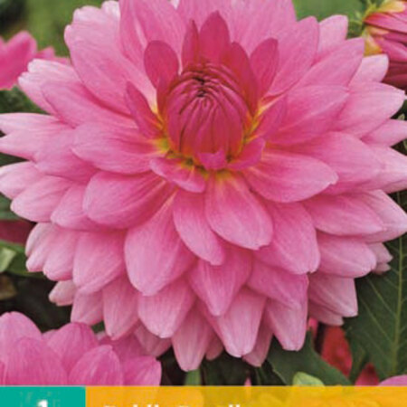 De Dahlia Rosella heeft een zeer mooie grote bloem, met een roze kleur.