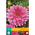 Dahlia Rosella - 1 Tuber