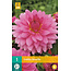De Dahlia Rosella heeft een zeer mooie grote bloem, met een roze kleur.