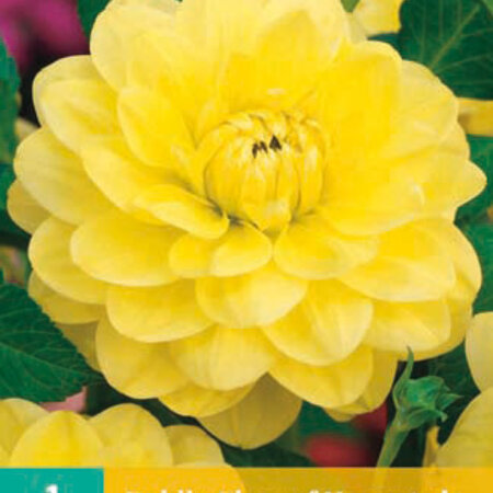 The decorative dahlia Glory of Heemstede is one of the oldest varieties.