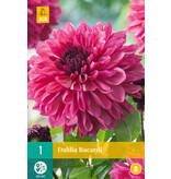 Dahlia Bacardi - Nieuw - 1 Knol - Roze / Rode Dahlia - Bloembollen / Knollen Kopen?
