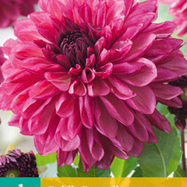 Dahlia Bacardi - Nieuw - 1 Knol