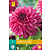 Dahlia Bacardi - New - 1 tuber