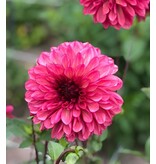 Dahlia Bacardi - New - 1 Bulb - Pink / Red Dahlia - Buy Flower Bulbs / Tubers?