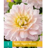Dahlia Diana's Memory - 1 Bulb - Soft Pink Dahlia - Buy Flower Bulbs / Tubers?