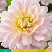 Dahlia Diana's Memory - New - 1 Tuber