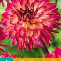 Dahlia Ding A Dong - Nieuw - 1 Knol
