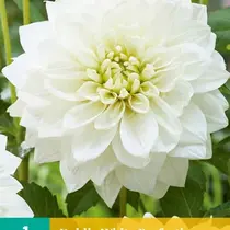 Dahlia White Perfection - Nieuw - 1 Knol