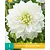 Dahlie White Perfection - Neu - 1 Knolle