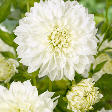 Dahlia White Perfection - New - 1 Bulb - White Dahlia - Buy Flower Bulbs / Tubers?