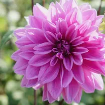 Dahlia Lilac Time - New - 1 tuber