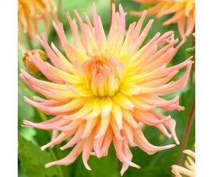 Dahlia Apricot Star - New - 1 Bulb - Decorative Dahlia - Buy