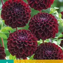 Dahlia Dark Spirit - New - 1 Tuber