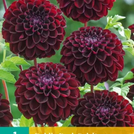 Dahlia Dark Spirit - Pompon Dahlia Red - Summer Flowers - Buy Flower Bulbs And Tubers?