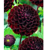 Dahlia Dark Spirit - Pompon Dahlia Red - Summer Flowers - Buy Flower Bulbs And Tubers?