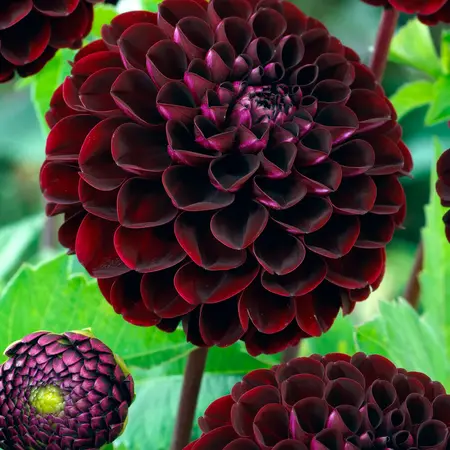 Dahlia Dark Spirit - Pompon Dahlia Red - Summer Flowers - Buy Flower Bulbs And Tubers?