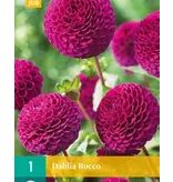 Dahlia Rocco - New - Purple - Summer Flowers - Pompon Dahlia Tubers Buy?