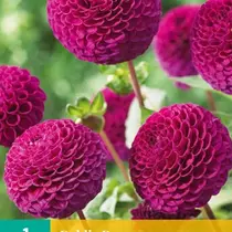 Dahlia Rocco - Nieuw - 1 Knol