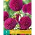 Dahlia Rocco - Nieuw - 1 Knol