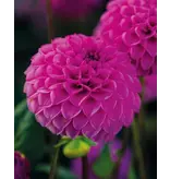 Dahlia Rocco - Nieuw - Paars - Zomerbloeiers - Pompon Dahlia Knollen Kopen?